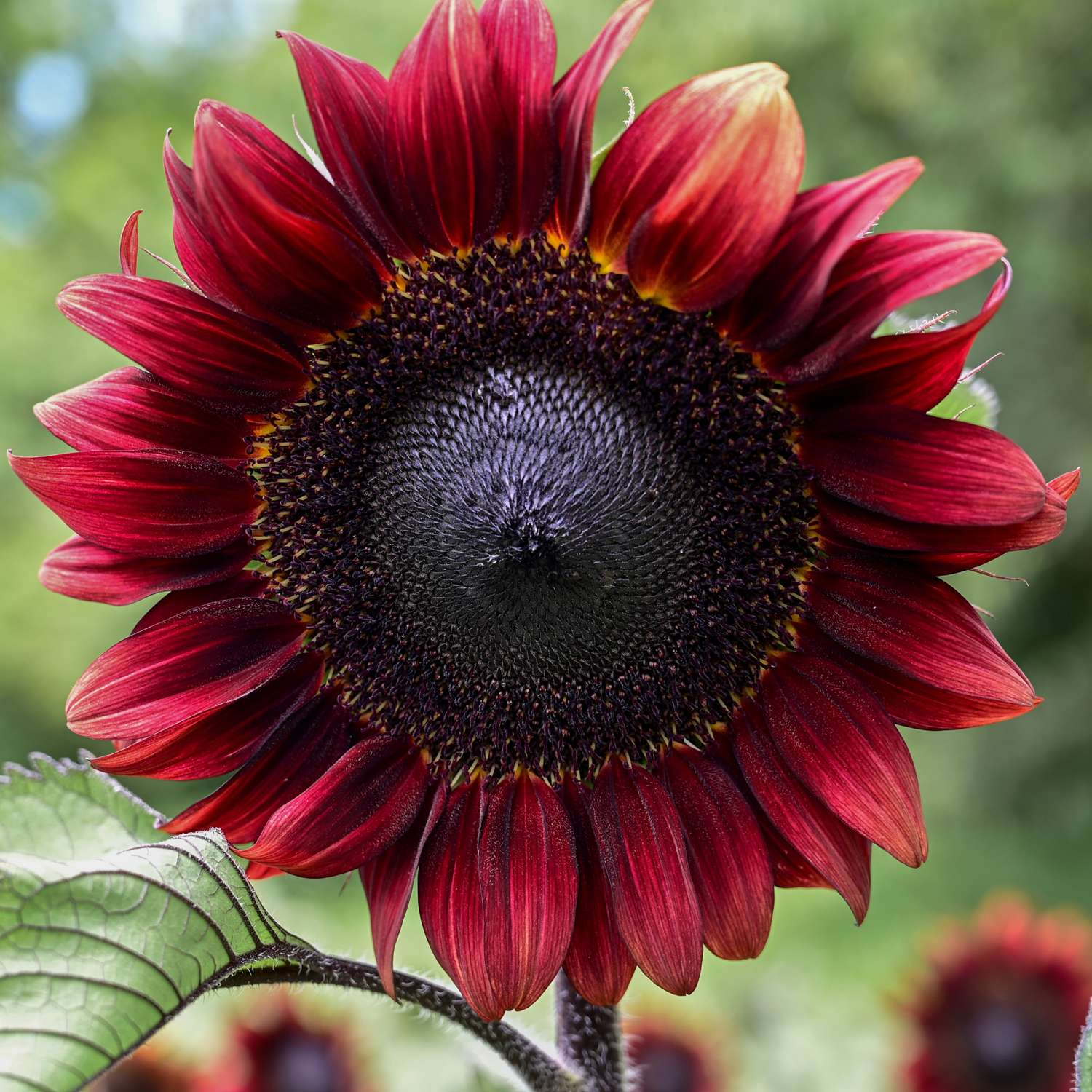 Tournesol 'Pro Cut Red F1' (graines)